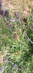 Leucadendron lanigerum lanigerum