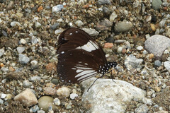 Euploea radamanthus