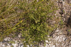 Styphelia margarodes