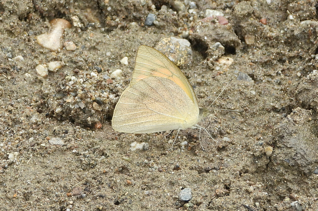 Indian Orange Albatross