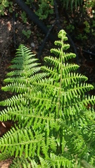Pteridium aquilinum capense