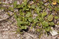 Gonocarpus micranthus