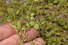 Gonocarpus micranthus