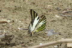 Graphium antiphates