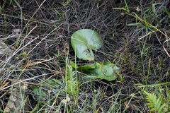 Nymphaea nouchali caerulea
