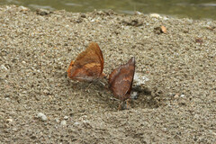 Charaxes bernardus