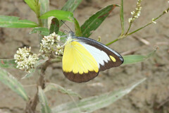 Appias lyncida
