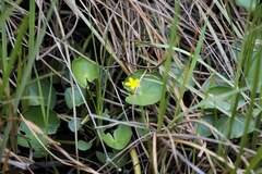 Nymphoides thunbergiana