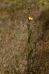 Goodenia stelligera