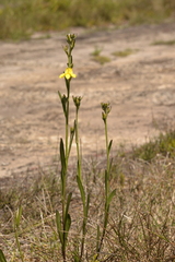 Goodenia stelligera