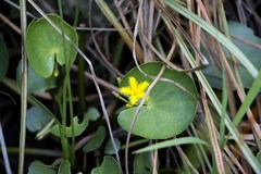 Nymphoides thunbergiana