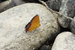 Heliophorus