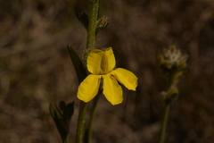 Goodenia stelligera