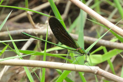 Neurobasis chinensis