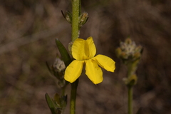 Goodenia stelligera