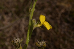 Goodenia stelligera