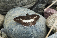 Seseria sambara