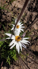Knowltonia tenuifolia