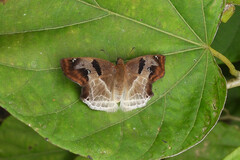 Odontoptilum angulata