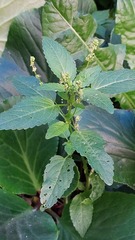 Mercurialis annua