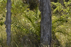 Phoenix canariensis