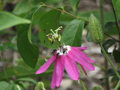 Passiflora sublanceolata