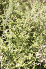 Seriphium cinereum