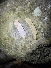Palea steindachneri