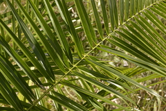Phoenix canariensis