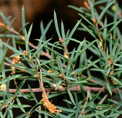 Pultenaea juniperina
