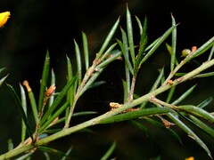 Pultenaea juniperina