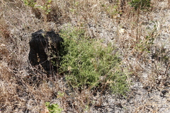 Seriphium cinereum
