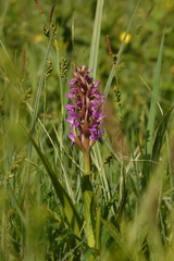 Dactylorhiza incarnata