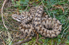Vipera aspis zinnikeri