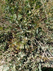 Cissampelos capensis