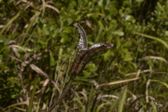 Lilium formosanum