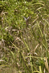 Lilium formosanum