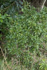 Peddiea africana