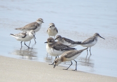Calidris falcinellus