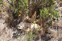 Brunsvigia orientalis