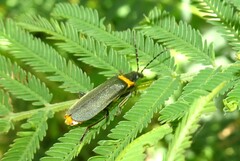 Chauliognathus lugubris