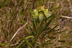 Melaleuca pachyphylla