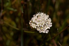 Trachymene incisa