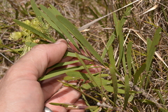Melaleuca pachyphylla