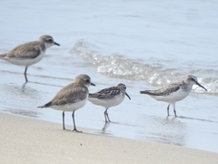 Calidris falcinellus