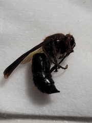 Vespa basalis