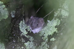 Antechinus flavipes