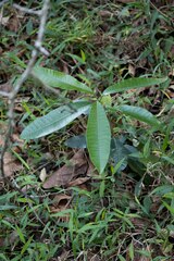 Protorhus longifolia