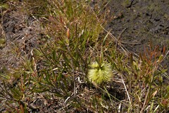 Melaleuca pachyphylla