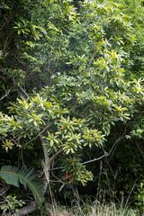 Protorhus longifolia